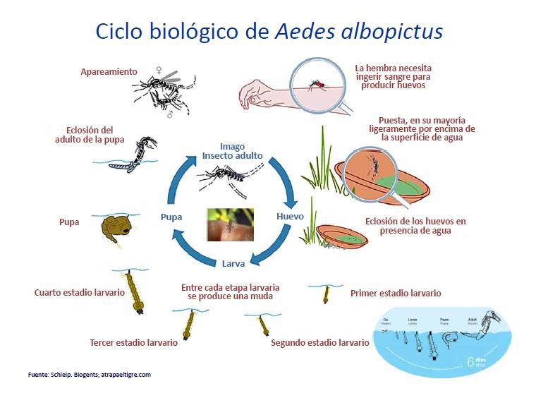 Ciclo biológico de mosquito tigre