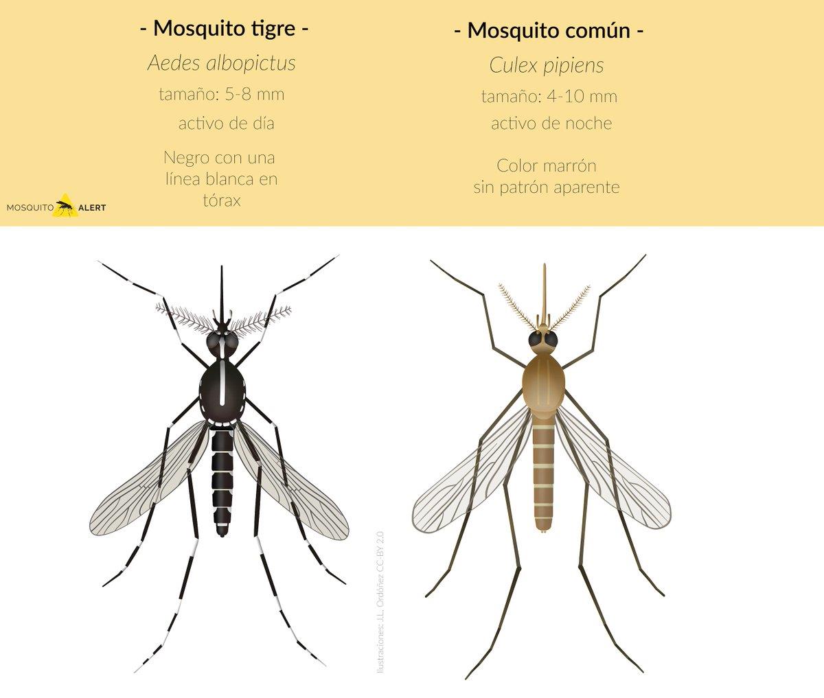Mosquito tigre - Diferencias frente al mosquito común