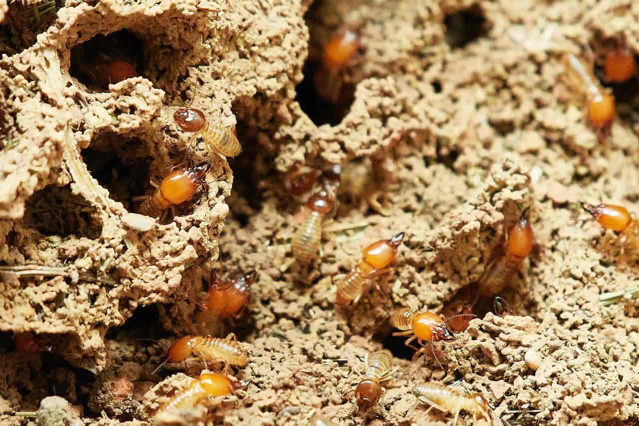 Métodos de control de plagas de termitas