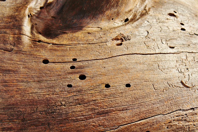 Colonia de cacoma en madera