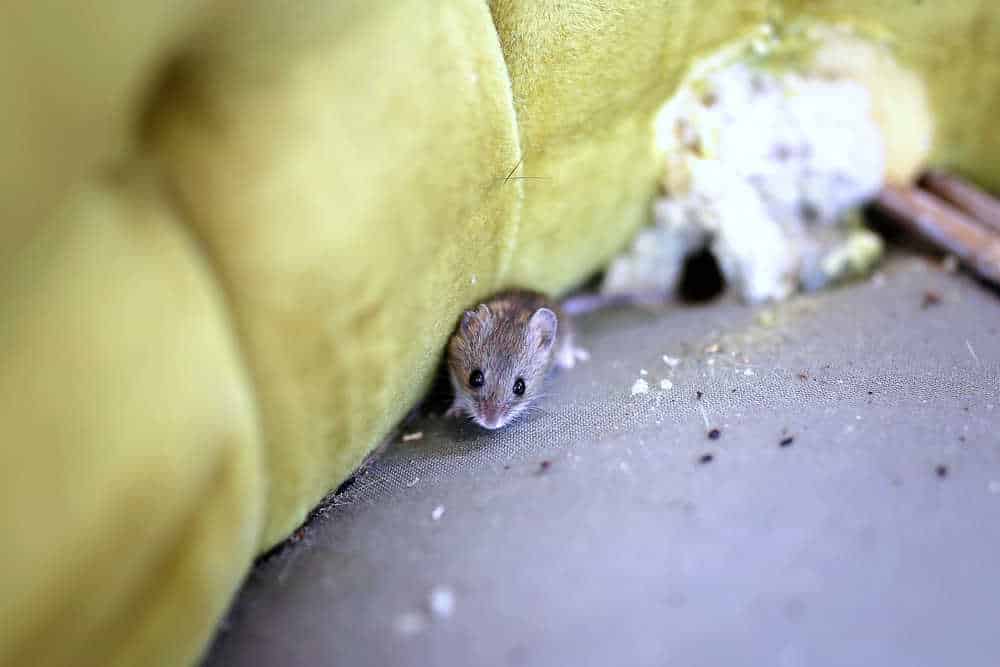 Orina de los roedores y sus efectos