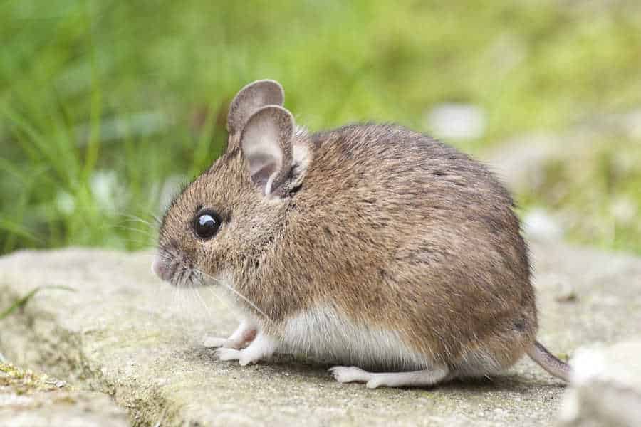 Estrés térmico afecta a los roedores