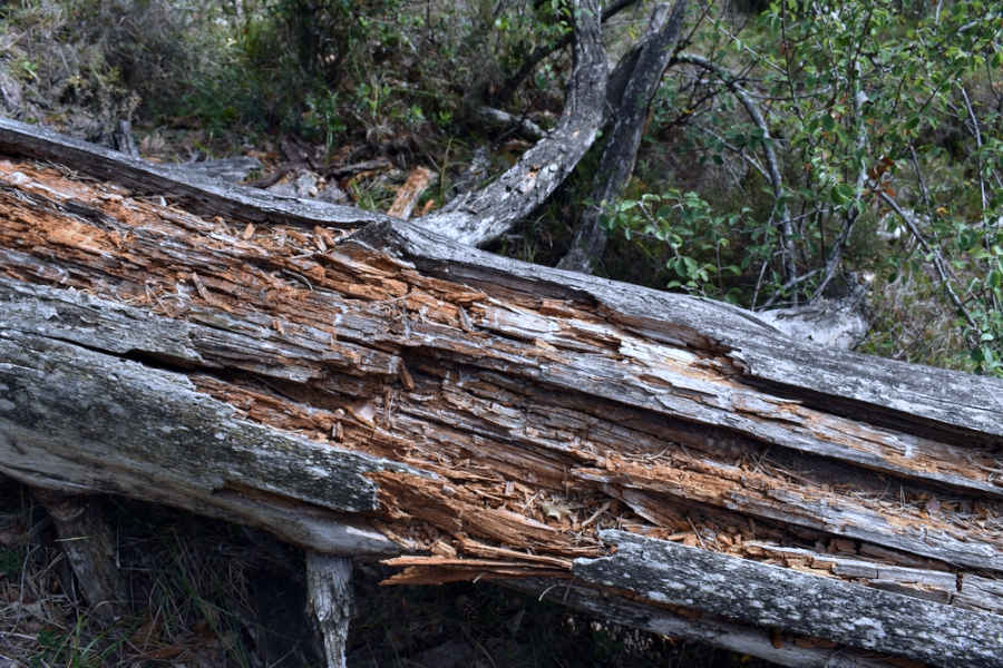 Tronco caído de un pino silvestre descompuesto por insectos